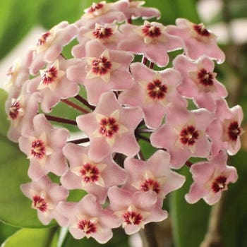 pink hoya carnosa