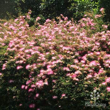 Hula Girl hedge in full flower