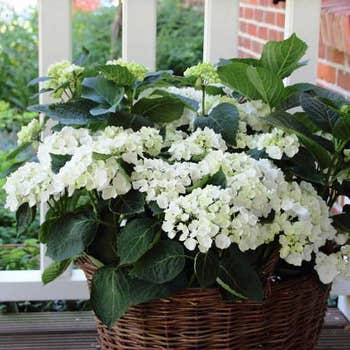 Hydrangea white