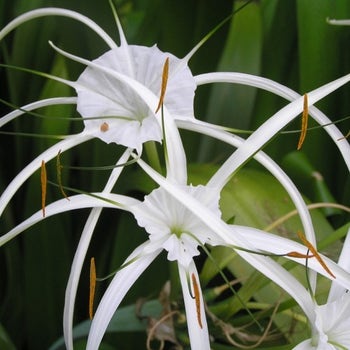 Hymenocallis - spider lily flowers