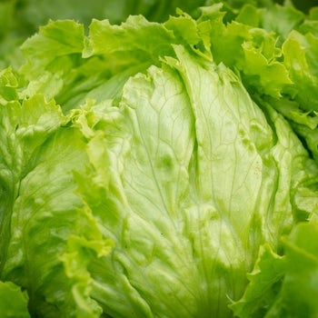 iceberg lettuce seed