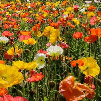 Poppy Iceland Mix - seed
