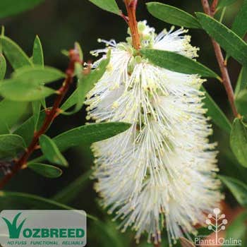 Callistemon Icy Burst