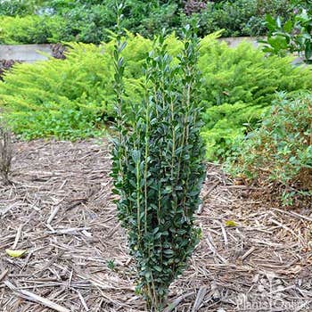 Ilex crenata Sky Pencil