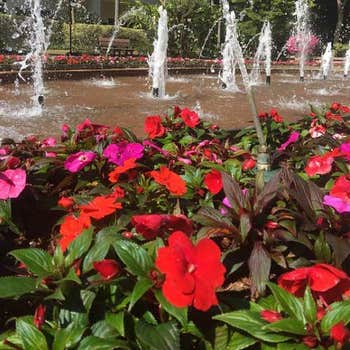 Impatiens Safari - seed