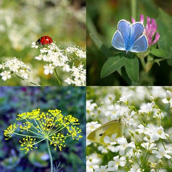 Beneficial Insect Mix - seed