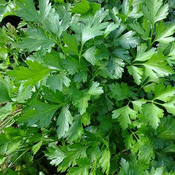 Parsley Italian - seed