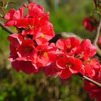 winter flowering quince