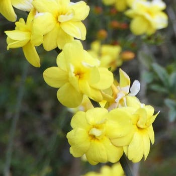 Jasminum mesnyi - primrose jasmine