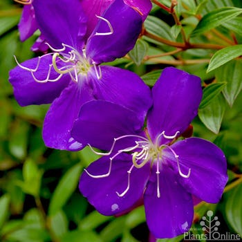 Tibouchina Jazzie