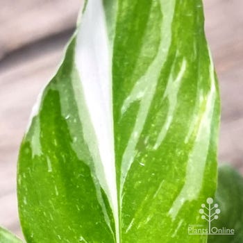Jet Diamond variegated peace lily