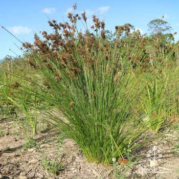 Juncus usitatus - common rush