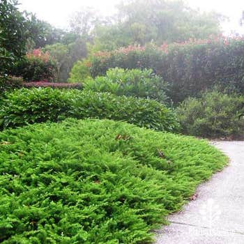 shore juniper mass planting