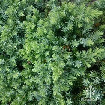 Juniper lutchuensis