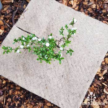 jute tree mat