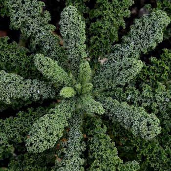 curly kale seed