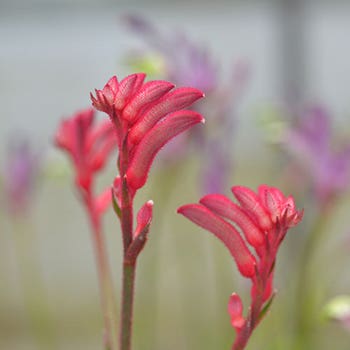 Anigozanthos Bush Princess - kangaroo paw