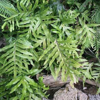 Kangaroo fern - Microsorum