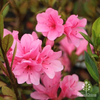 Azalea Kirin in winter
