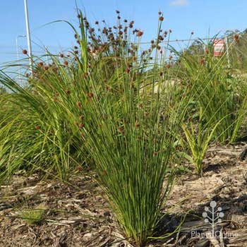 Ficinia nodosa in natural creek planting