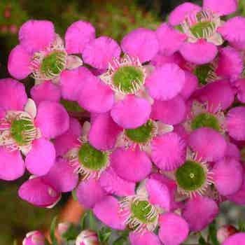 Leptospermum Pageant - tea tree