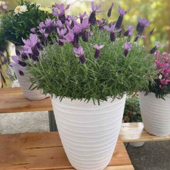 Lavender Berry Beautiful Purple