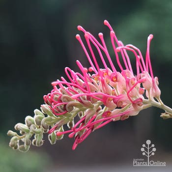 Lana Maree grevillea flower