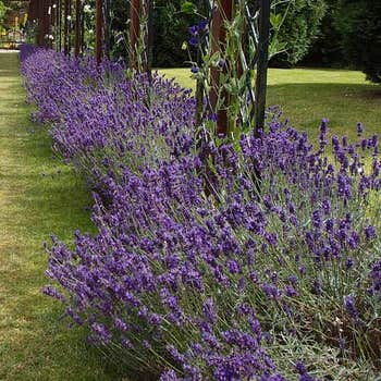 Lavender English Munstead - seed