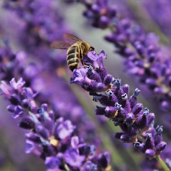Lavender English - seed
