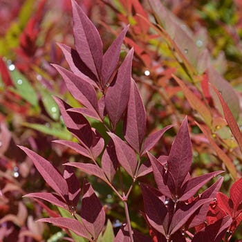 Nandina Obsession purple leaf colour
