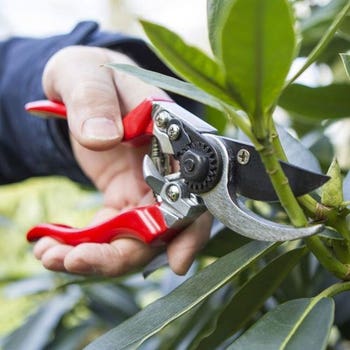 Left Hand Bypass Secateurs