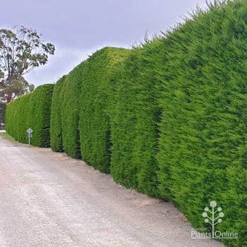 Leighton Green hedge