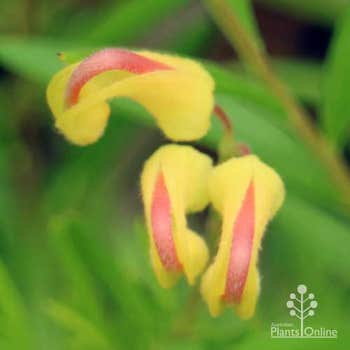 Grevillea Lemon Daze flowers closeup