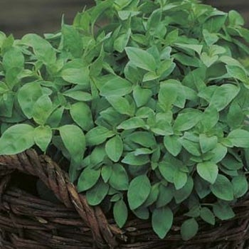 Basil lemon - seed