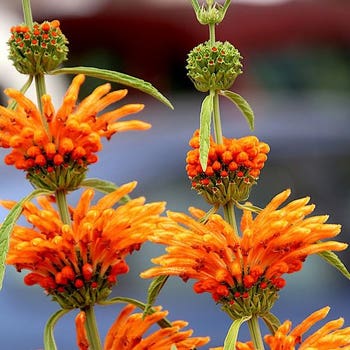 Leonotis leonurus  lions ear