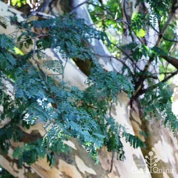 Leopard tree - Caesalpinia