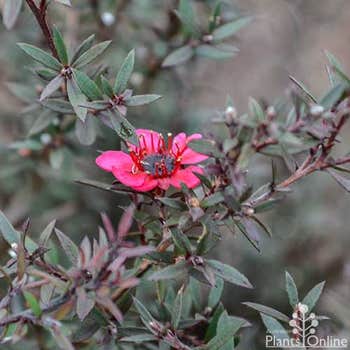 Leptospermum Kiwi flower