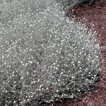 Leucophyta brownii silver cushion bush