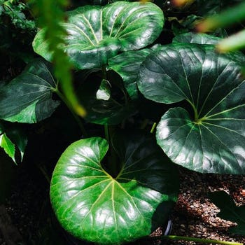 Ligularia - tractor seat plant