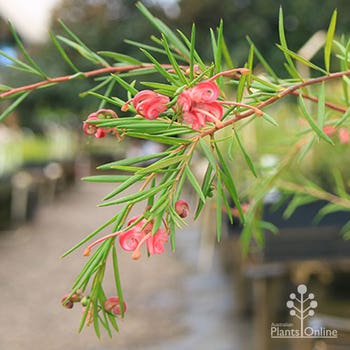 Grevillea Lilian's weeping habit