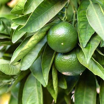 tahitian lime