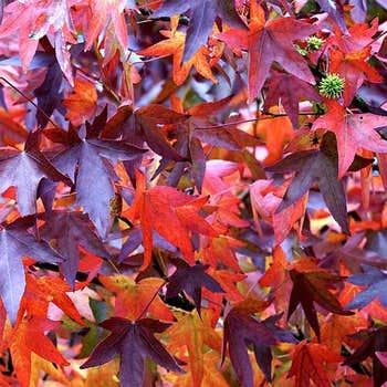 liquidambar leaves