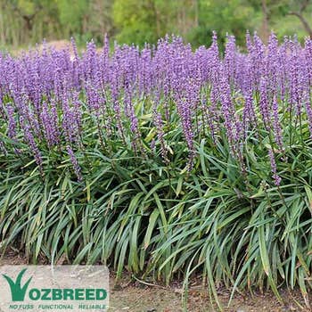 Liriope Amethyst