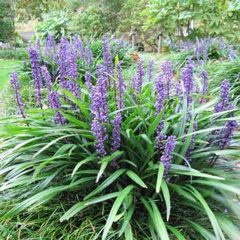 Liriope Big Blue