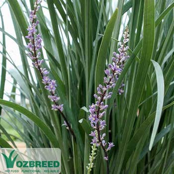 Liriope Just Right flowers