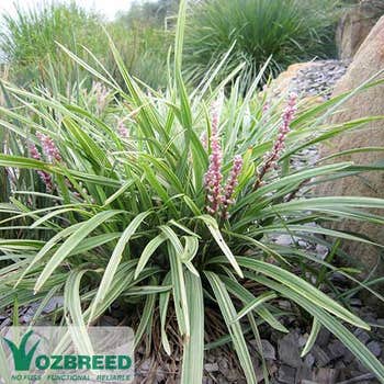 Liriope Pink Pearl