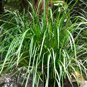 Lomandra Little Cricket
