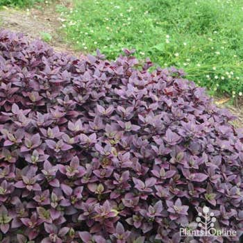 Alternanthera Little Ruby groundcover