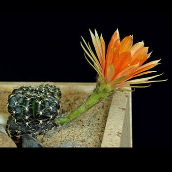 Lobivia arachnacantha - black cactus