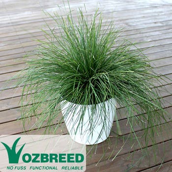 Lomandra Evergreen Baby